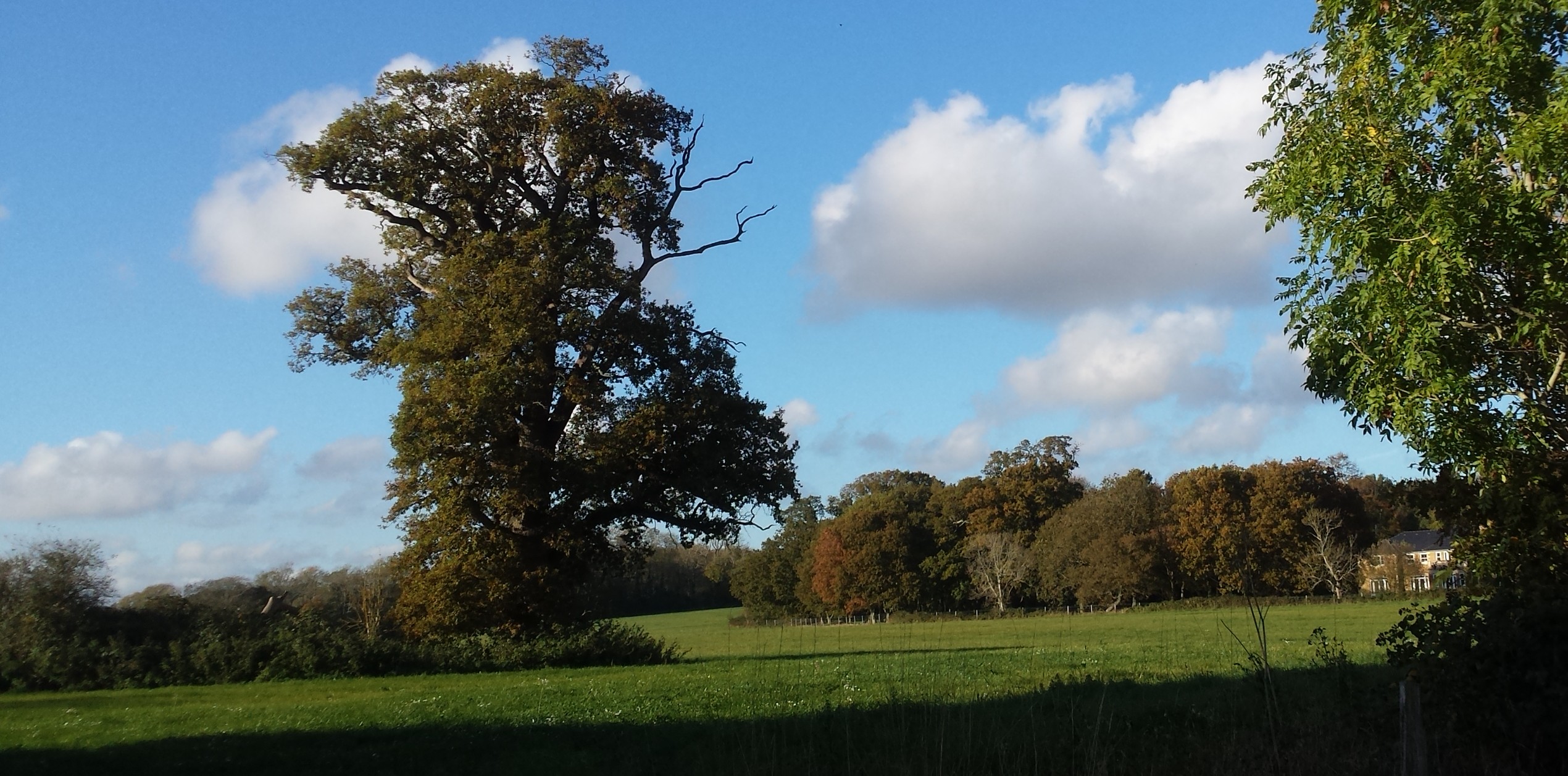 Arundel woodland